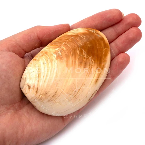 Kagyló, 7-8 cm