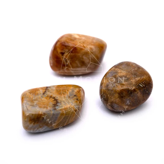 Fosszilis korall (Petoskey kő), M